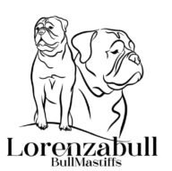 Lorenzabull Bullmastiffs